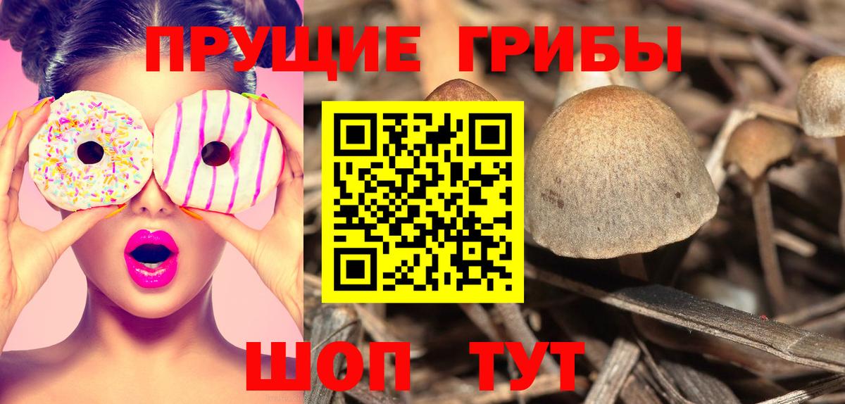 Псилоцибиновые грибы Psilocybe Холмск
